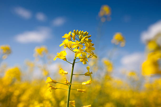 Beautiful yellow canola flower Canola flower with beautiful blue sky in the background canola growth stock pictures, royalty-free photos & images