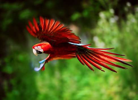 A red scarlet macaw (Ara macao) in flight.