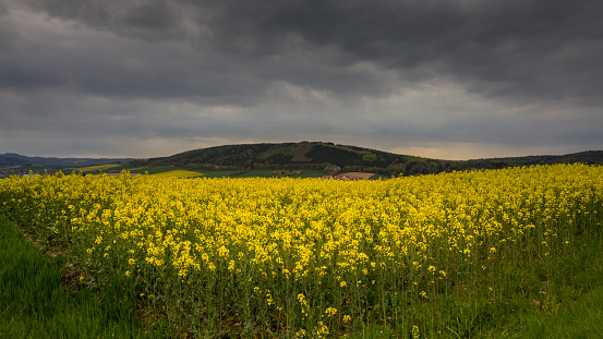 The colza fields of Lower Saxony , in Germany