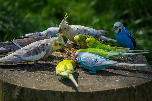 istock The parrot in the sunlight . 622216792
