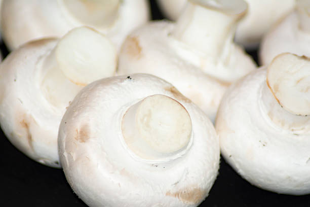 Lot of tasty mushrooms on black background