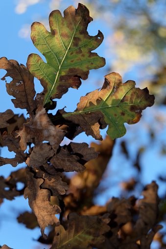 Maple leaves with fungal disease called maple tar spot, or fungal tar spot