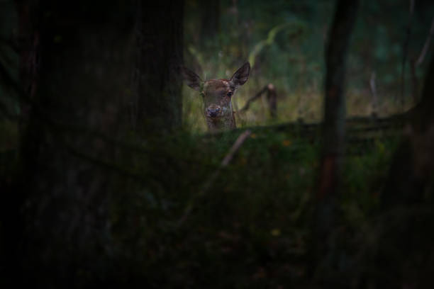 istock Red deer looks at me 622218586