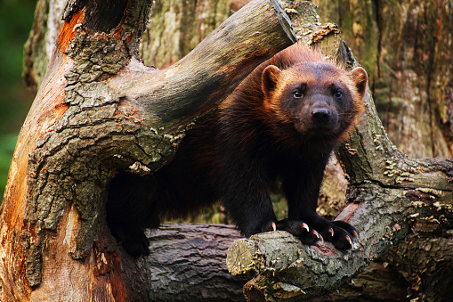 Cute wolverine female standing in a tree