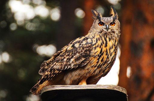 A beautiful eurasian eagle owl sitting on a platform
