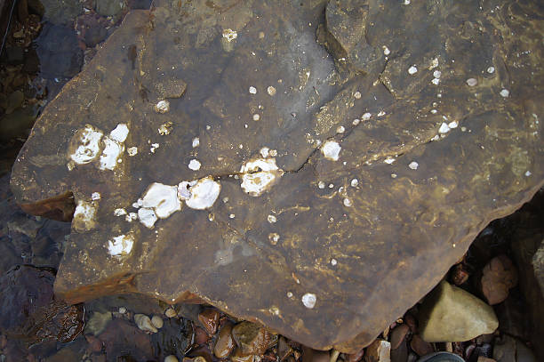 istock Sea shells on the rocks by the sea. 622219356