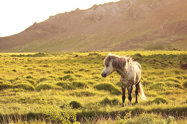 Icelandic horses A lonley icelandic horse on a green field sawhorse stock pictures, royalty-free photos & images