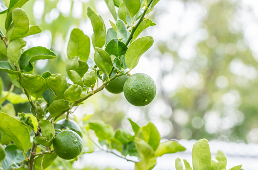 Green lemons (limes) on tree, among bright sunlight, on blurred background, in Thailand. Macro image.
