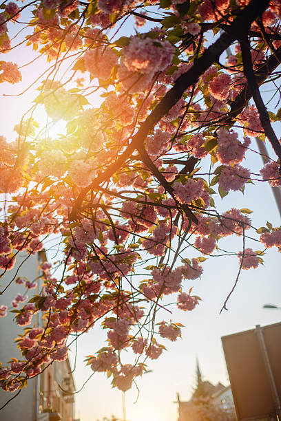 istock Spring Cherry blossoms, pink flowers. 622220998