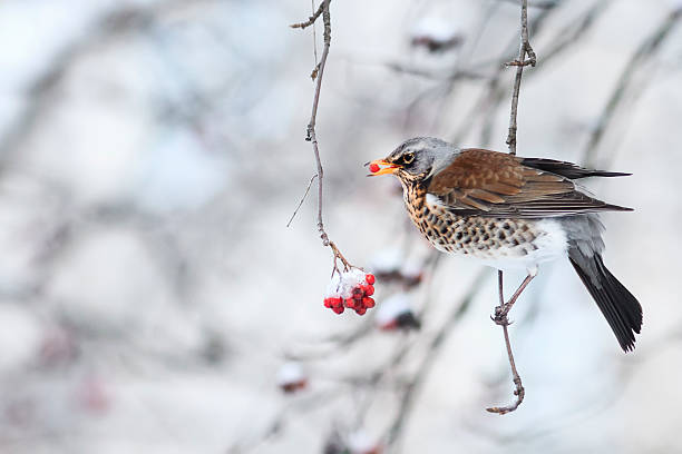 istock bird Blackbird eats frozen fruits red Rowan 622221006