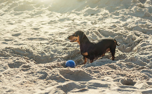 perro juguetón con el juguete de goma - dachshund dog reliability animal fotografías e imágenes de stock