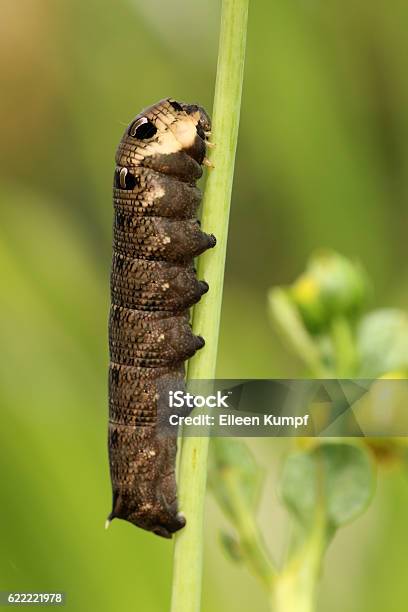 Elephant Hawk Moth Stock Photo - Download Image Now - Animal, Butterfly - Insect, Caterpillar