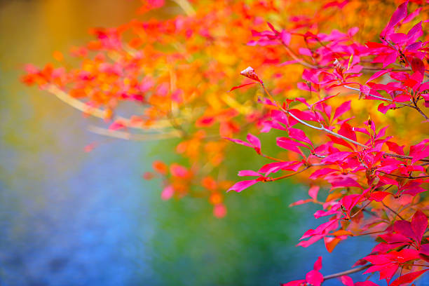Autumn Colored Tree and Pond in Park