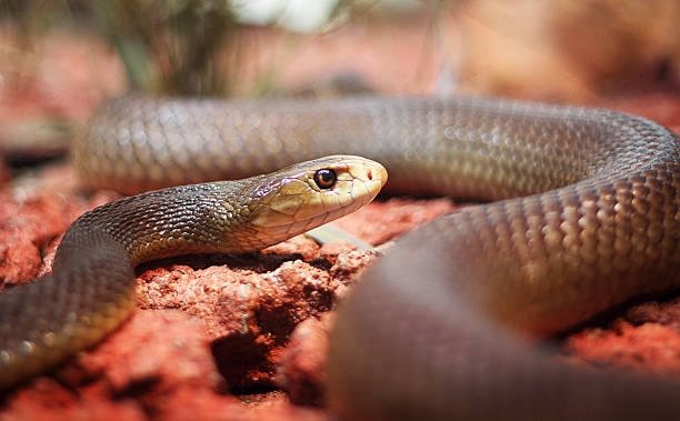 mamba negra - antivenin fotografías e imágenes de stock