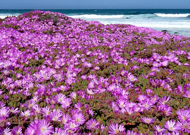 Sea Fig A blanket of ice plant along the shores of Monterey Bay in Pacific Grove, California pacific grove stock pictures, royalty-free photos & images