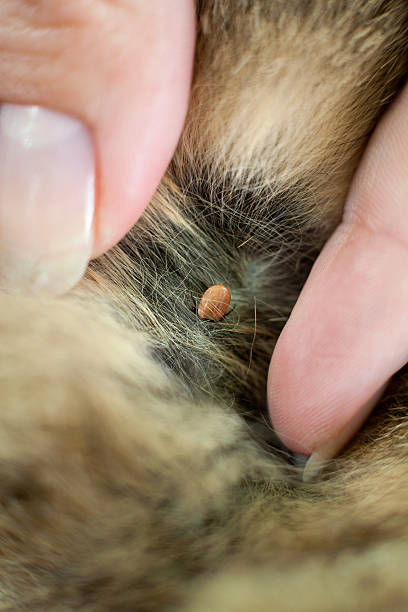 istock Tick in pets hair 622223352