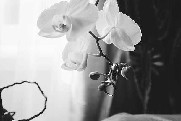 istock wedding rings on flowers 622223898