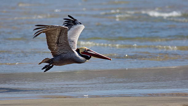 Flying Brown Pelican A California Brown Pelican flying along the coast. brown pelican stock pictures, royalty-free photos & images