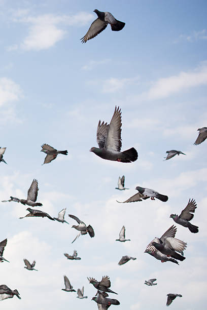 istock Pigeons in street 622224800