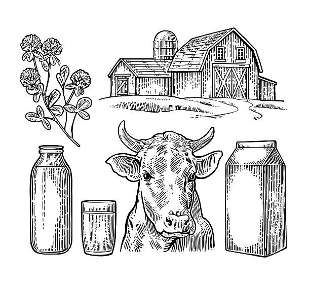 Set Milk farm. Cow head, clover, box carton package, bottle. Set Milk farm. Cow head, clover, box carton package, glass and bottle. Vector engraving vintage black illustration. Isolated on white background. farm drawings stock illustrations
