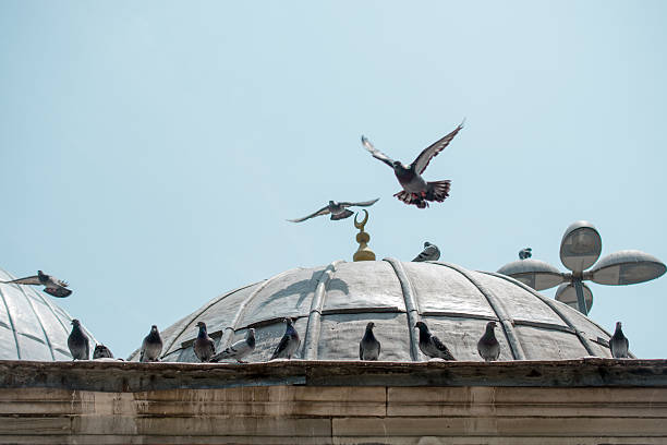 istock Pigeons in street 622225332