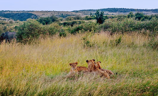 Lions cubs resting in the grass, Masai Mara,Kenya, Africa