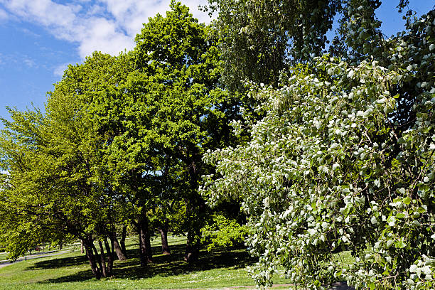 istock landscaping of the park 622277592