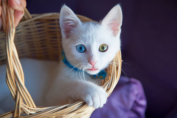 odd eyed kitten in a basket - mini van imagens e fotografias de stock