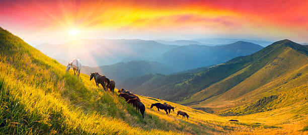 Grazing wild horses on the slopes of the mountain peaks in the morning  evening, on a hot summer day. Shepherds herd of Ukrainian Hutsul released into the mountains without a guard to fall