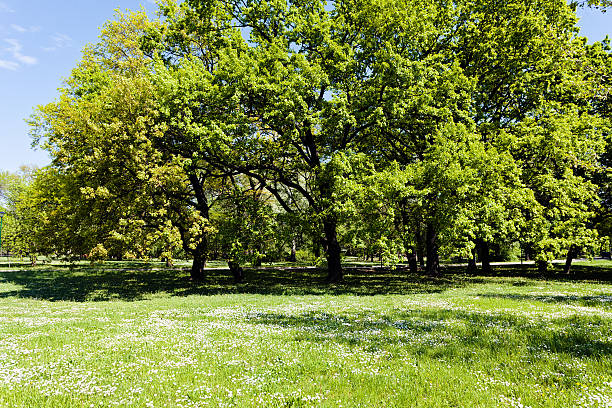 landscaping of the park landscaping of the park in the spring, note shallow depth of field quickset stock pictures, royalty-free photos & images