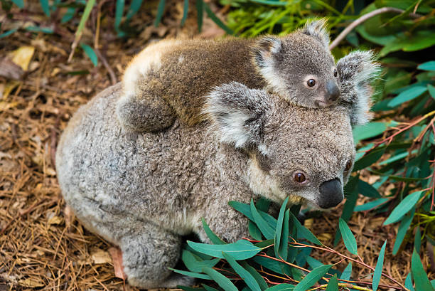 istock Australian koala bear native animal with baby 622281192