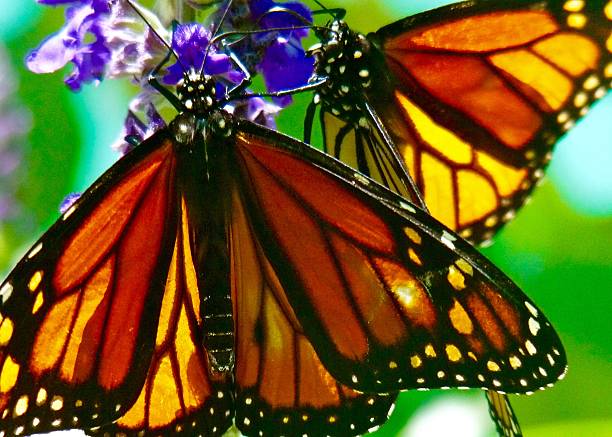 Monarchs Monarch butterflies in Pacific Grove, California pacific grove stock pictures, royalty-free photos & images