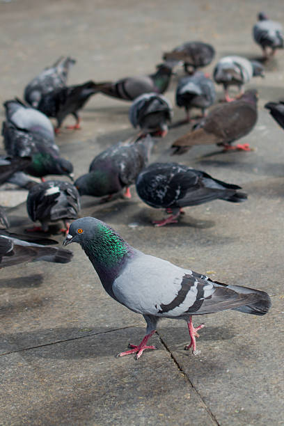 istock Pigeons in street 622282352