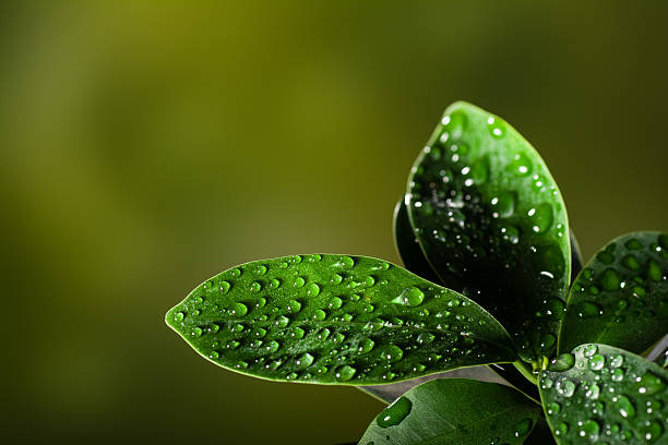 istock Closeup of a leaf covered in droplets with bokeh background 622282978
