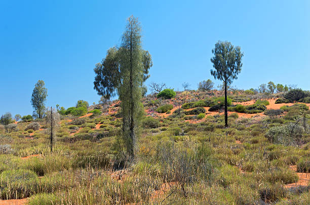 istock Desert Oak and Brush in Outback 622283916