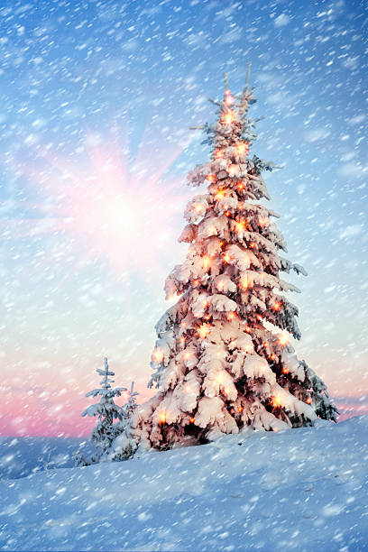 istock Forest after a storm in the Carpathians 622284224