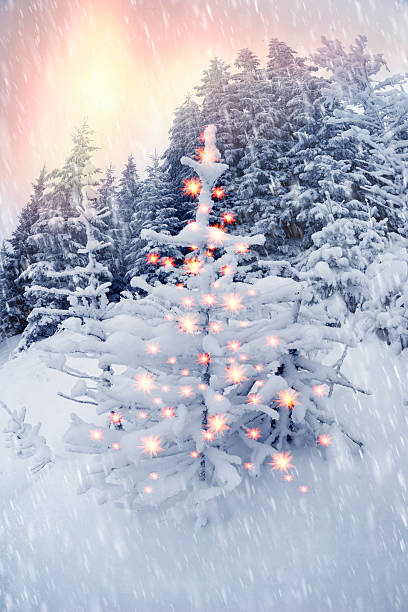 istock Forest after a storm in the Carpathians 622284454