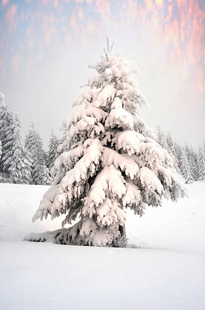 istock Forest after a storm in the Carpathians 622284496