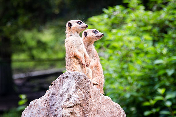 Two Meerkat standing on a rock Two Meerkat standing on a rock ausschau halten stock pictures, royalty-free photos & images