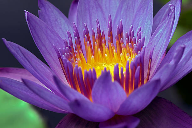 istock Close-up of purple water lily 622285332