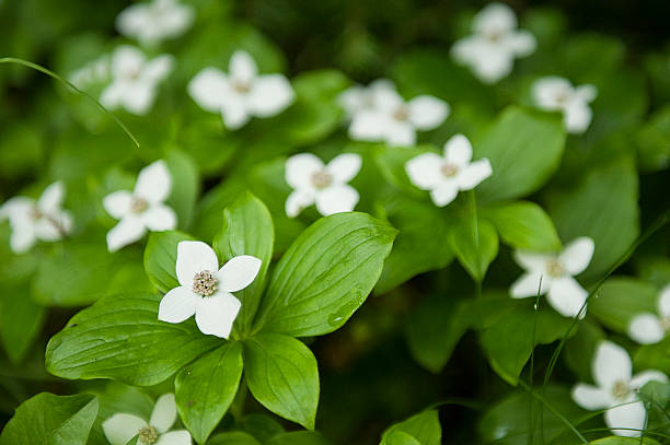 istock Close-up of Bunchberry Flowers 622285692