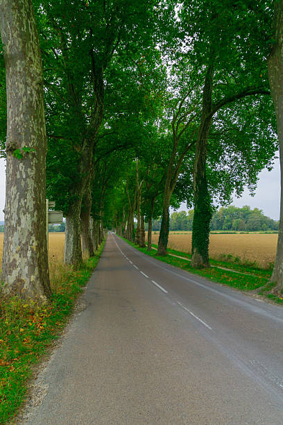 istock Countryside road in Burgundy 622285712