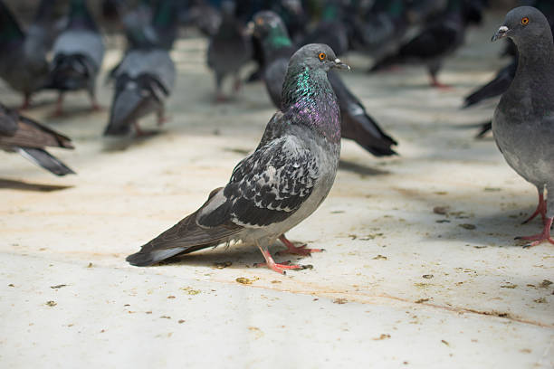 istock Pigeons in street 622285748
