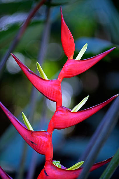 istock Hanging lobster claw flower on forest 622286090