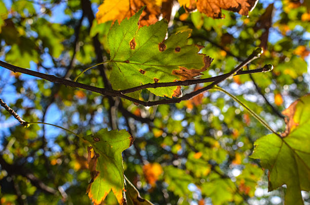 istock Bright autumn leaves in the natural environment 622286450