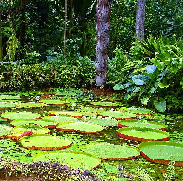 Photo of Amazonian big lily.