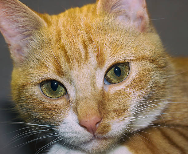 istock Red cat lies on its place 622287914