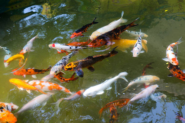 istock Beautiful colorful  fish in the pond 622288400