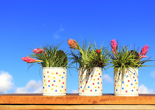 Tree painted recycled cans with many blooming bromeliad plants (Tillandsia Stricta) over wood board on blue sky.  