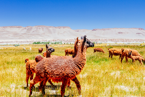 Llamas in plain of Argentina with mountains of background